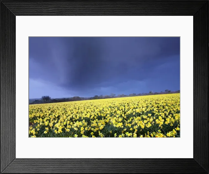 Framed Print : Picture No. 10893167 Framed Print : Picture No. 10893167