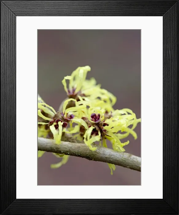 Framed Print : Picture No. 10893175 Framed Print : Picture No. 10893175