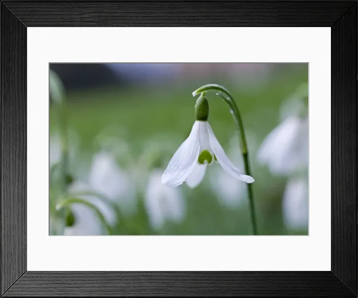 Framed Print : Picture No. 10893171 Framed Print : Picture No. 10893171
