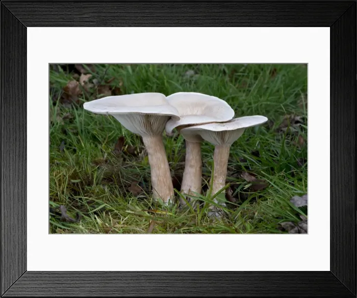 Framed Print : Picture No. 10893177 Framed Print : Picture No. 10893177