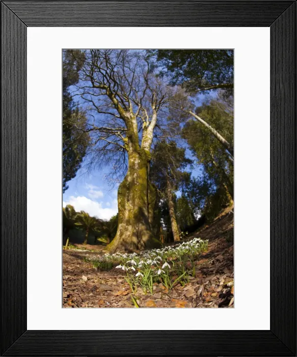 Framed Print : Picture No. 10893173