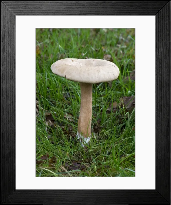 Framed Print : Picture No. 10893176 Framed Print : Picture No. 10893176