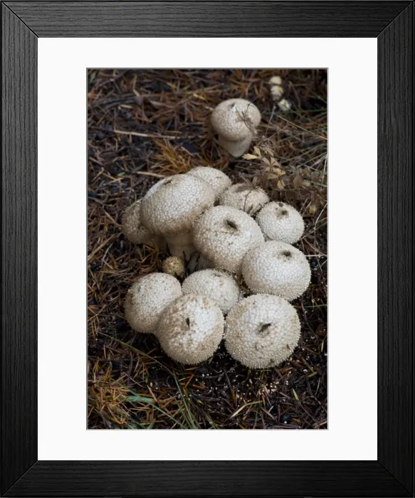 Framed Print : Picture No. 10893182 Framed Print : Picture No. 10893182