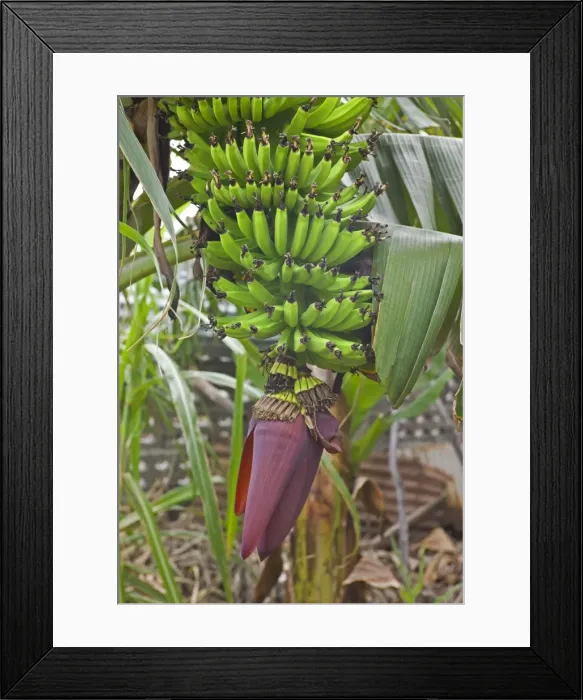 Framed Print : Picture No. 10893184 Framed Print : Picture No. 10893184