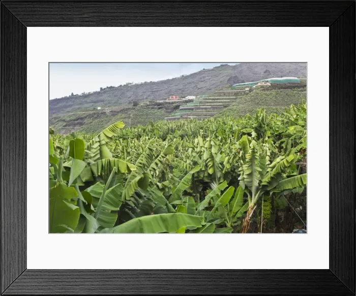 Framed Print : Picture No. 10893185 Framed Print : Picture No. 10893185