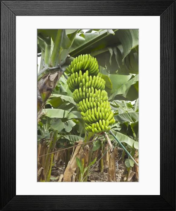 Framed Print : Picture No. 10893186 Framed Print : Picture No. 10893186