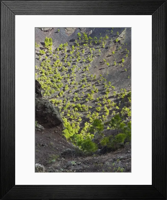 Framed Print : Picture No. 10893187 Framed Print : Picture No. 10893187
