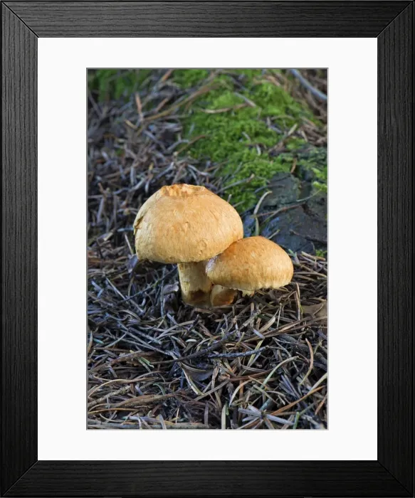Framed Print : Picture No. 10893183 Framed Print : Picture No. 10893183