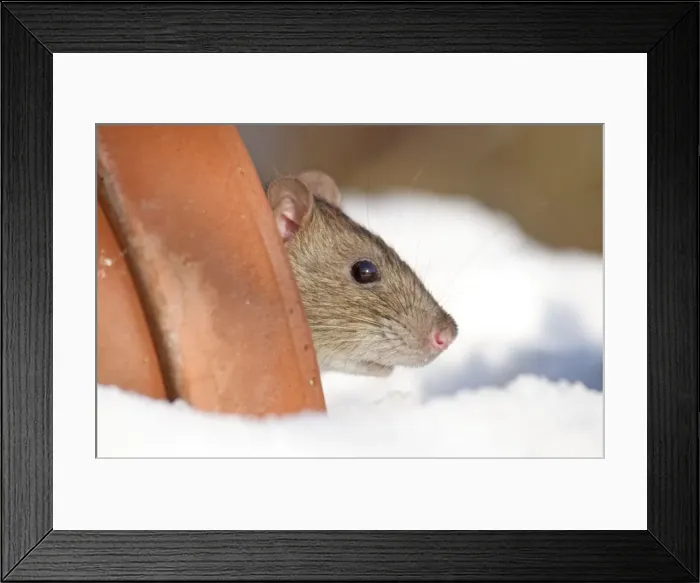 Framed Print : Picture No. 10893191 Framed Print : Picture No. 10893191