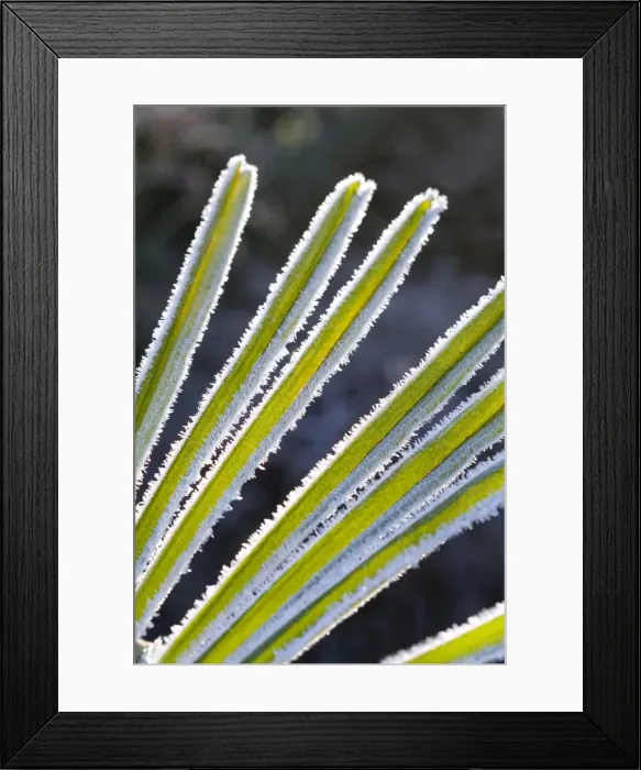 Framed Print : Picture No. 10893196 Framed Print : Picture No. 10893196