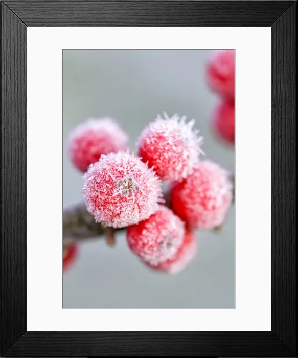Framed Print : Picture No. 10893194 Framed Print : Picture No. 10893194