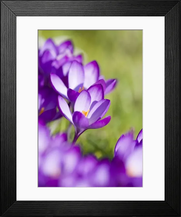 Framed Print : Picture No. 10893197 Framed Print : Picture No. 10893197