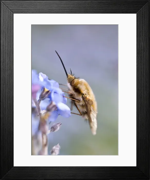Framed Print : Picture No. 10893199 Framed Print : Picture No. 10893199