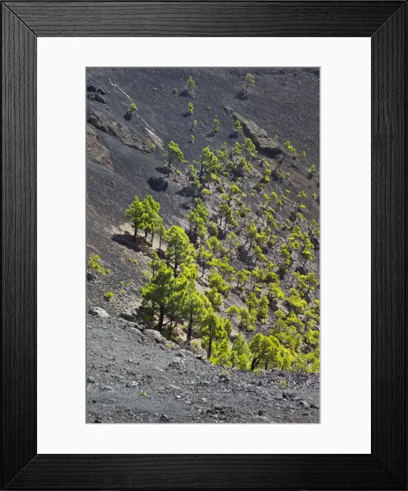 Framed Print : Picture No. 10893189 Framed Print : Picture No. 10893189