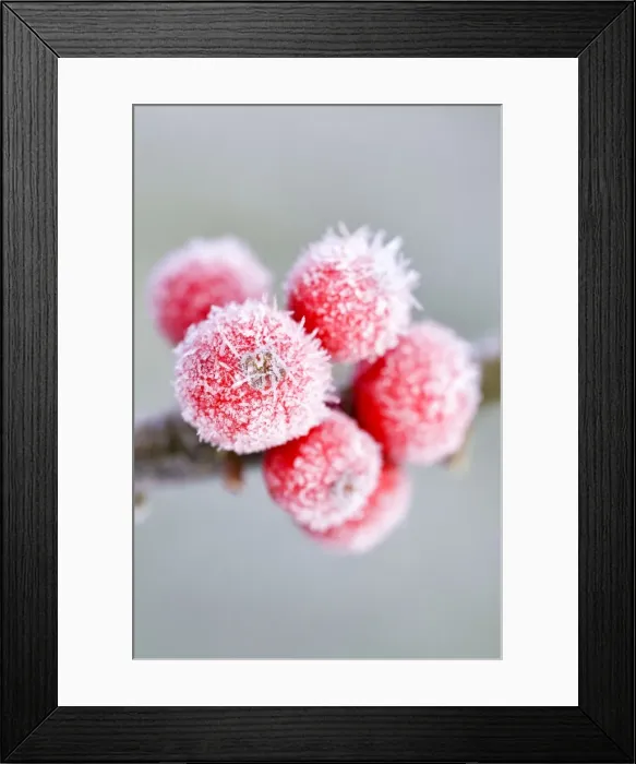 Framed Print : Picture No. 10893195 Framed Print : Picture No. 10893195