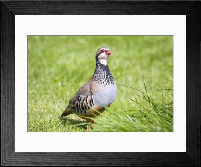 Framed Print : Picture No. 10893200 Framed Print : Picture No. 10893200