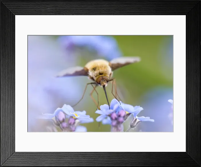 Framed Print : Picture No. 10893198 Framed Print : Picture No. 10893198
