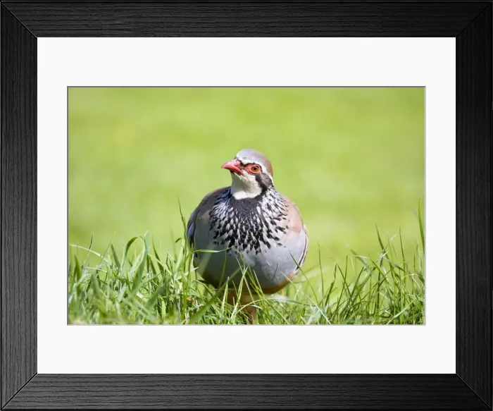 Framed Print : Picture No. 10893201