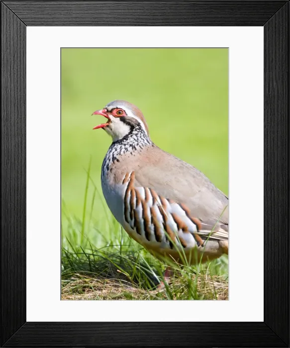 Framed Print : Picture No. 10893202 Framed Print : Picture No. 10893202