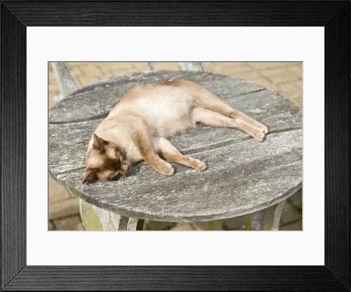Framed Print : Picture No. 10893209 Framed Print : Picture No. 10893209