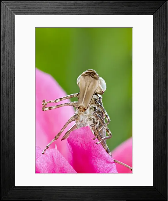 Framed Print : Picture No. 10893214
