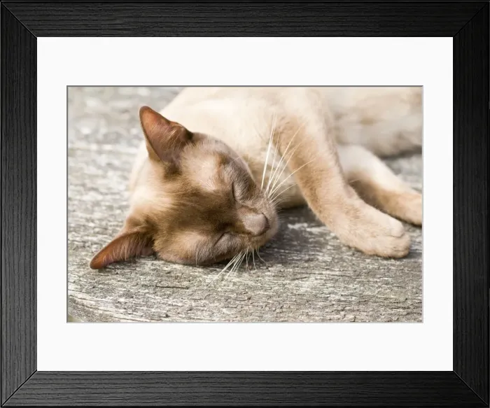 Framed Print : Picture No. 10893210 Framed Print : Picture No. 10893210