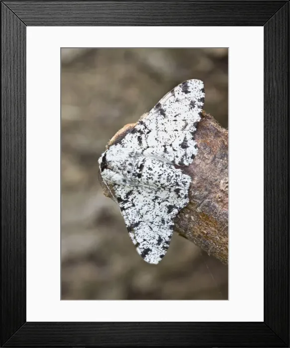 Framed Print : Picture No. 10893216 Framed Print : Picture No. 10893216