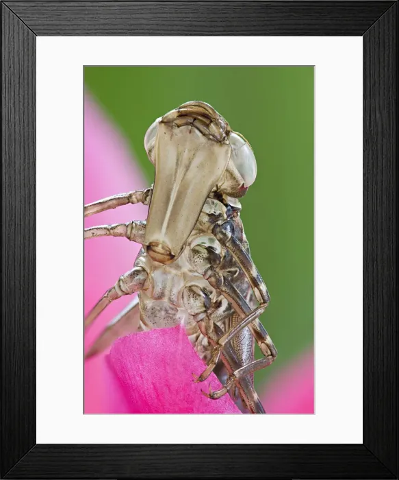Framed Print : Picture No. 10893215