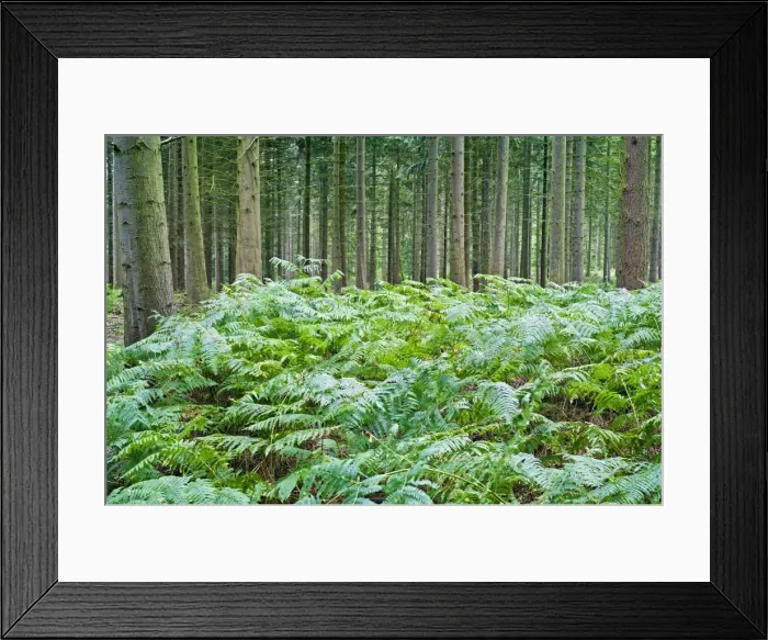 Framed Print : Picture No. 10893213 Framed Print : Picture No. 10893213
