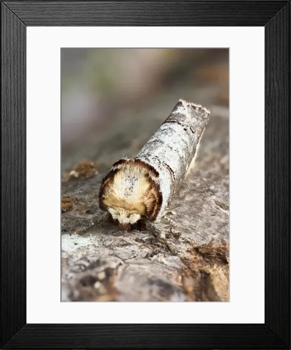 Framed Print : Picture No. 10893218 Framed Print : Picture No. 10893218