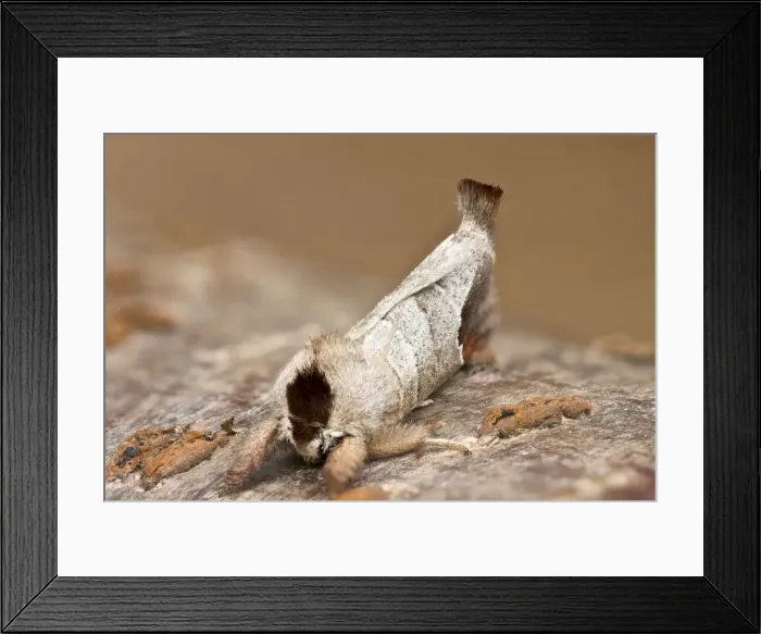 Framed Print : Picture No. 10893223