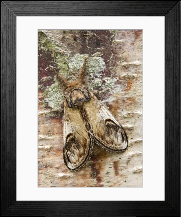 Framed Print : Picture No. 10893224 Framed Print : Picture No. 10893224