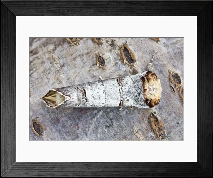 Framed Print : Picture No. 10893217 Framed Print : Picture No. 10893217