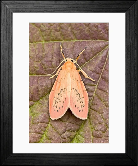 Framed Print : Picture No. 10893221 Framed Print : Picture No. 10893221