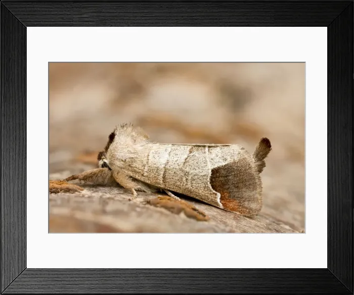 Framed Print : Picture No. 10893222