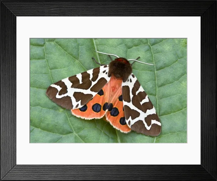 Framed Print : Picture No. 10893226 Framed Print : Picture No. 10893226