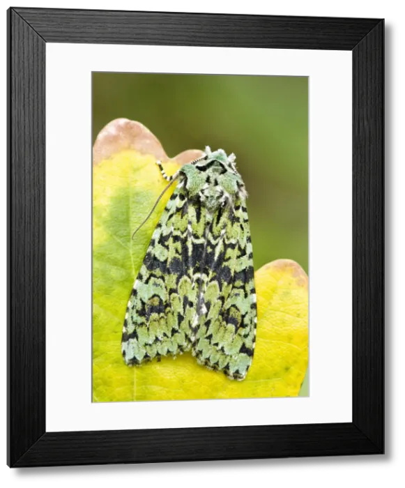 Framed Print : Picture No. 10893227