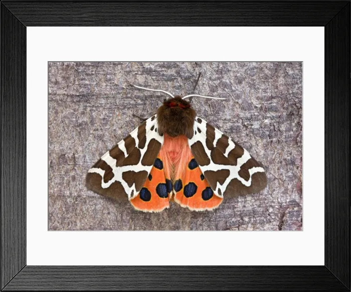 Framed Print : Picture No. 10893225 Framed Print : Picture No. 10893225