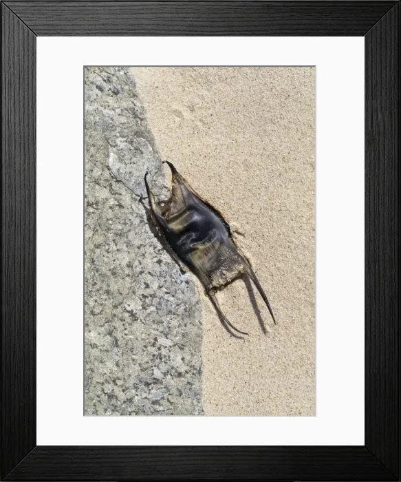 Framed Print : Picture No. 10893228 Framed Print : Picture No. 10893228
