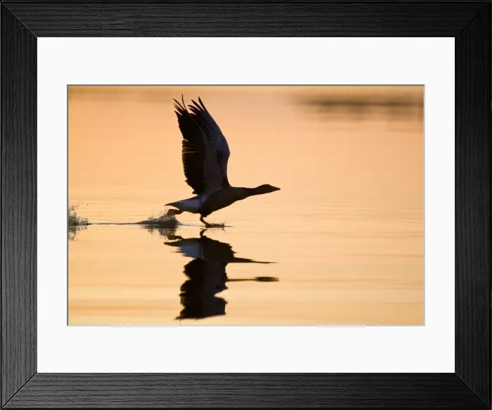 Framed Print : Picture No. 10893236 Framed Print : Picture No. 10893236