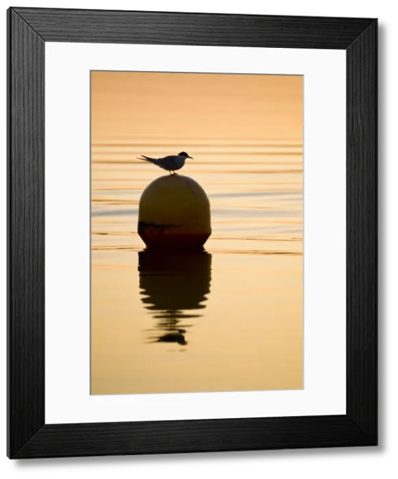 Framed Print : Picture No. 10893237 Framed Print : Picture No. 10893237
