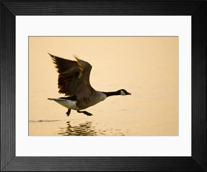 Framed Print : Picture No. 10893238 Framed Print : Picture No. 10893238