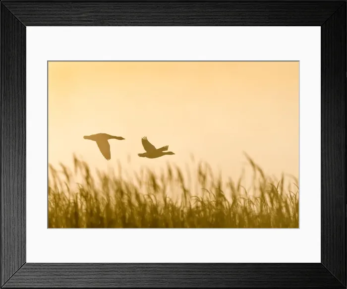 Framed Print : Picture No. 10893240 Framed Print : Picture No. 10893240
