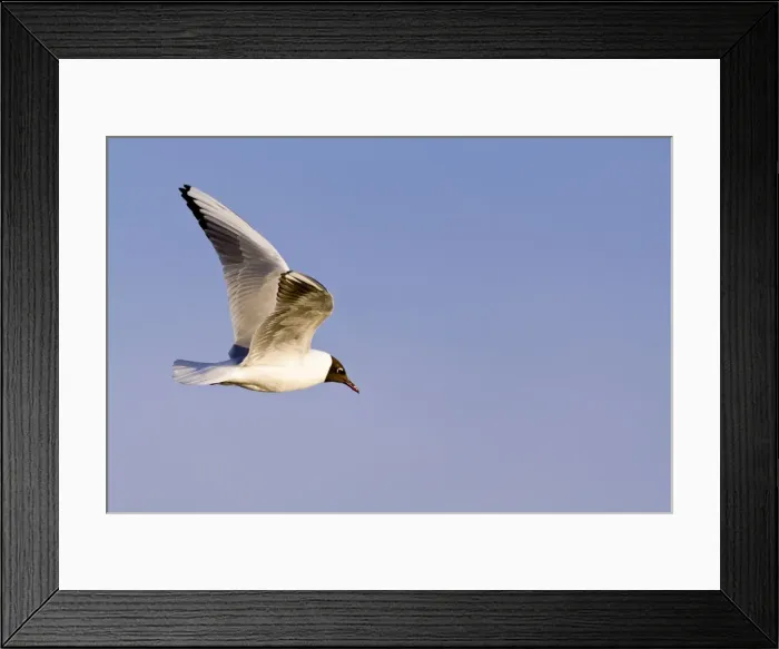 Framed Print : Picture No. 10893241 Framed Print : Picture No. 10893241
