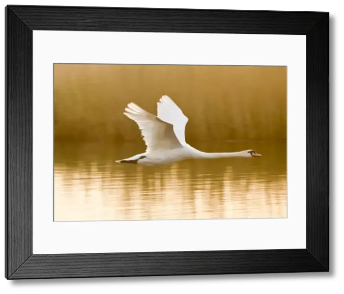 Framed Print : Picture No. 10893246