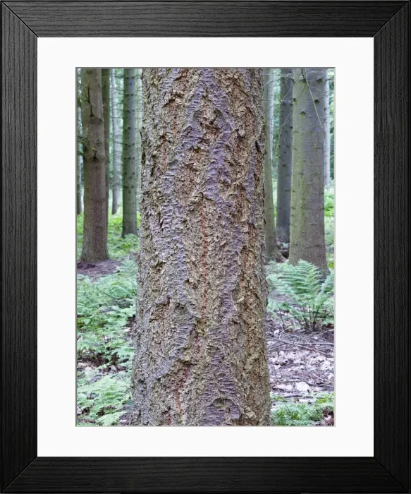 Framed Print : Picture No. 10893234 Framed Print : Picture No. 10893234