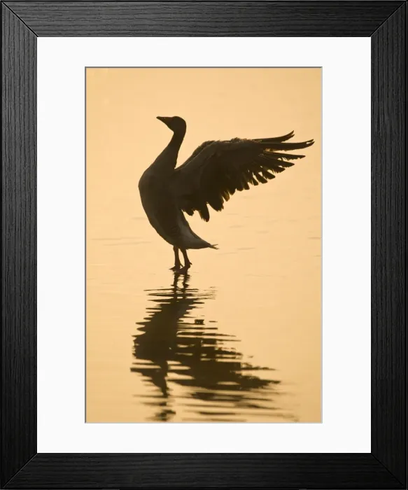Framed Print : Picture No. 10893248 Framed Print : Picture No. 10893248