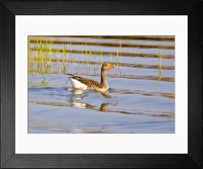 Framed Print : Picture No. 10893255 Framed Print : Picture No. 10893255