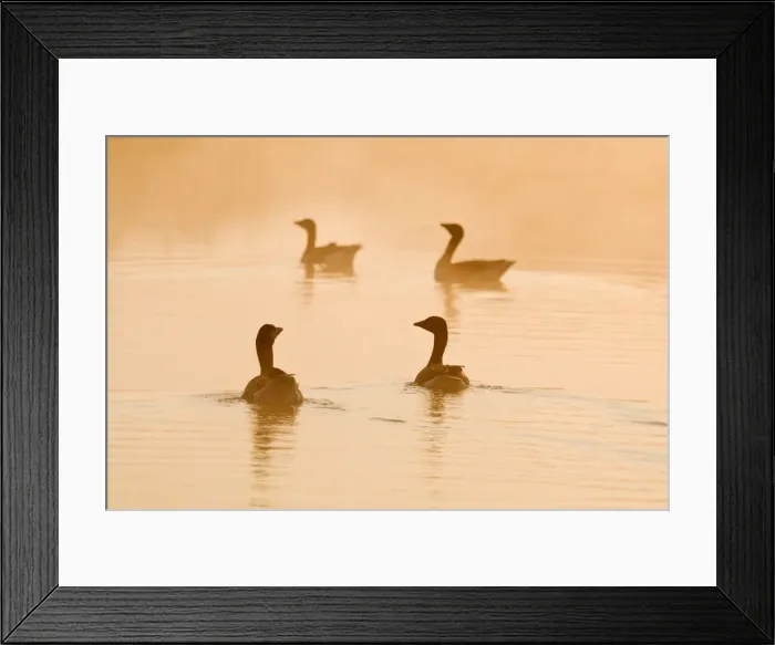 Framed Print : Picture No. 10893254 Framed Print : Picture No. 10893254
