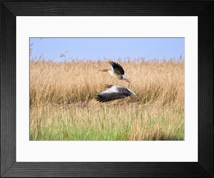 Framed Print : Picture No. 10893250 Framed Print : Picture No. 10893250